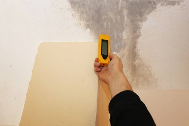 Tarpon Springs, FL Mold Removal Company