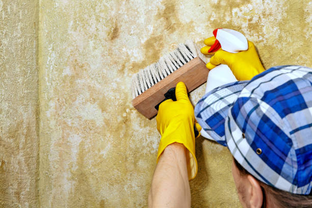  Tarpon Springs, FL Mold Removal Pros