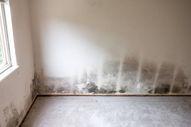Best Mold Documentation for Insurance Claims  in Tarpon Springs, FL