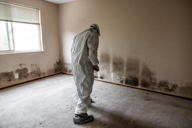 Mold Remediation for Vacation Homes in Tarpon Springs, FL